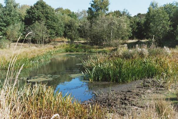 Photograph of a wildlife breeding pond on the river island