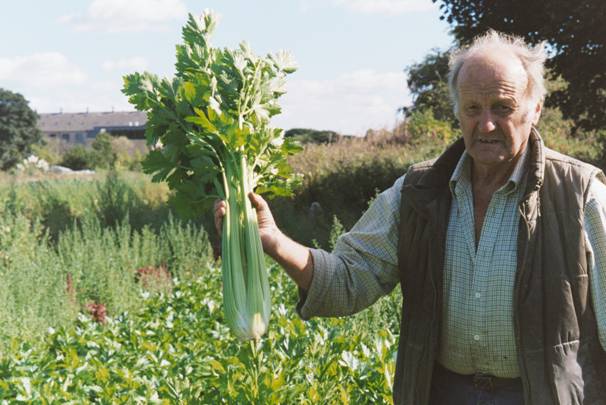 Photographs of allotment crops