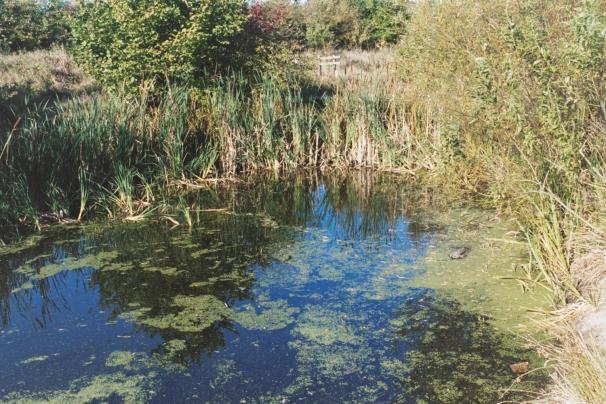 Photograph of a children's dipping pond on the Nature Reserve