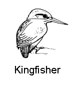 line drawing of a kingfisher
