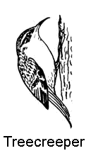 line drawing of a treecreeper